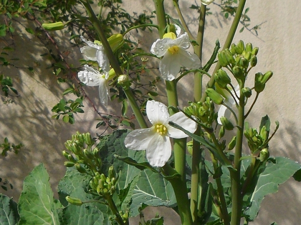 Spis Bladene perennial kale in flower